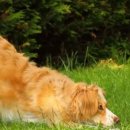 DogDance