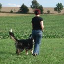 Hundeschule Leinenlos Übungen Aufbautraining