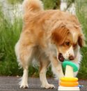 Click und Trick Trickdog 1