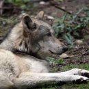 nicht domestizierter Wolf